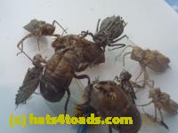 /home//u458753944/public_html/sourcegallery//Insects and small critters/silliness/P1050004.JPG